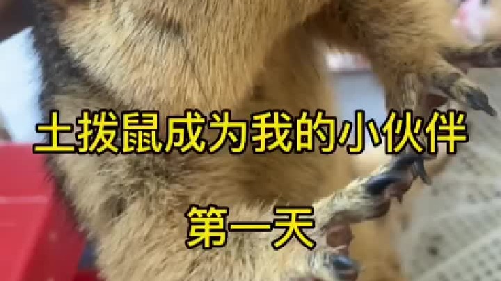 第一次养土拨鼠，有什么需要注意的地方嘛。
