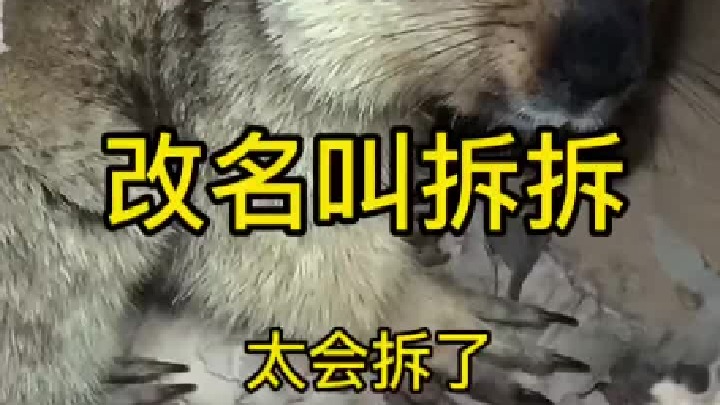 这玩意长的可爱，却也是个拆家货啊！