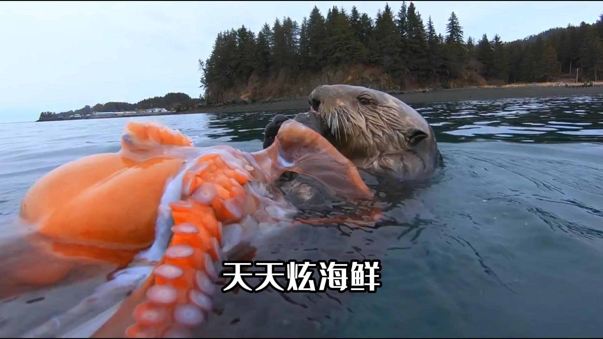 海洋中的吃货海獭