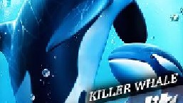 小虎鲸为了救妈妈，不停的向人类求救，真是万物皆有灵性 虎鲸 万物皆有灵性 深海