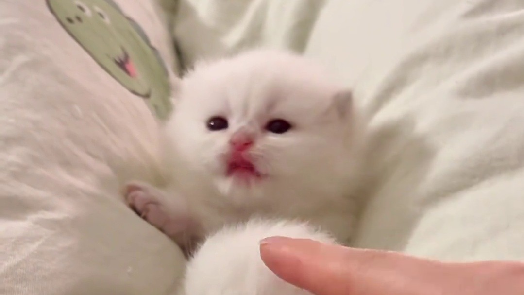 小奶猫就像糯米汤圆，一口一个