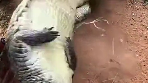 感受一下鳄鱼的死亡翻滚