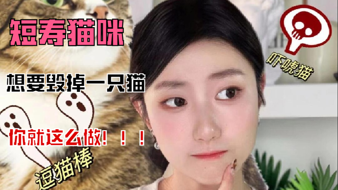 这4个养猫习惯，让猫咪寿命缩短一半