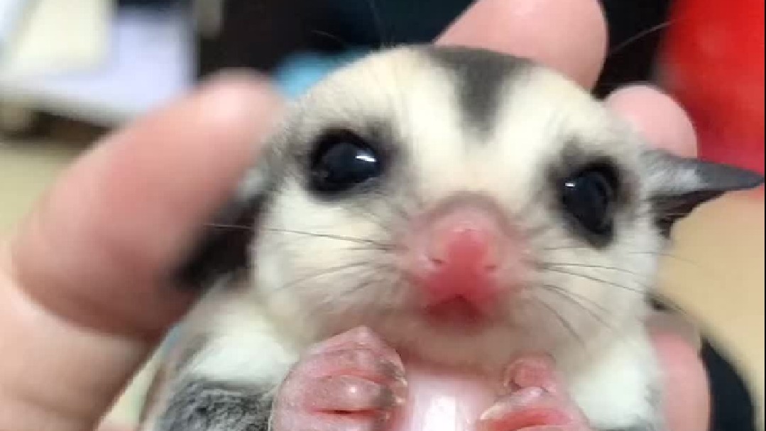 你的小可爱驾到，请接驾。