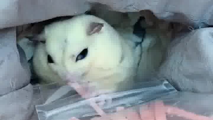 干啥啥不行，吃饭第一名。