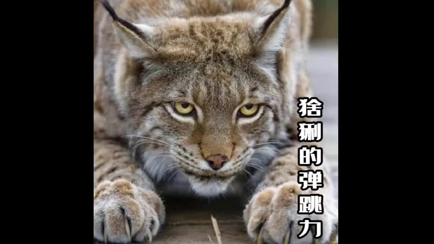 猞猁的弹跳力有多绝？咱们爬多高，就能跳多高