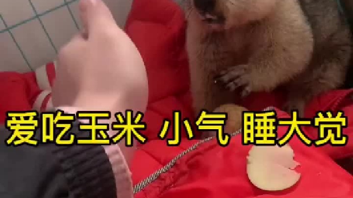 明天给拆拆换个大点的场地让它发挥拆家本领。