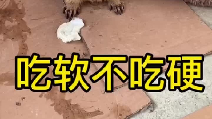 这是个吃硬不吃软的家伙。