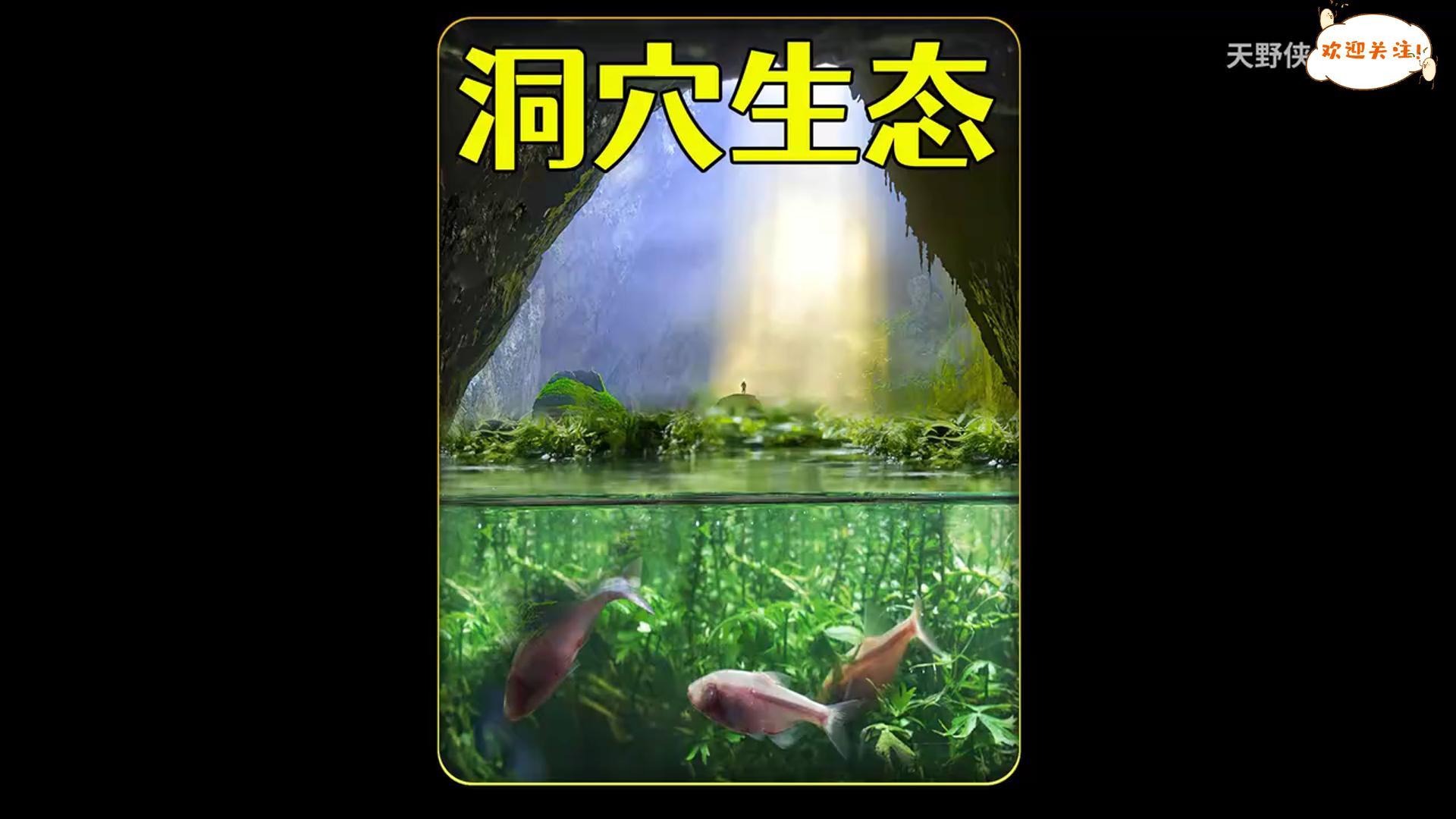 耗时365天,打造一个地下洞穴生态系统,观察它的变化过程