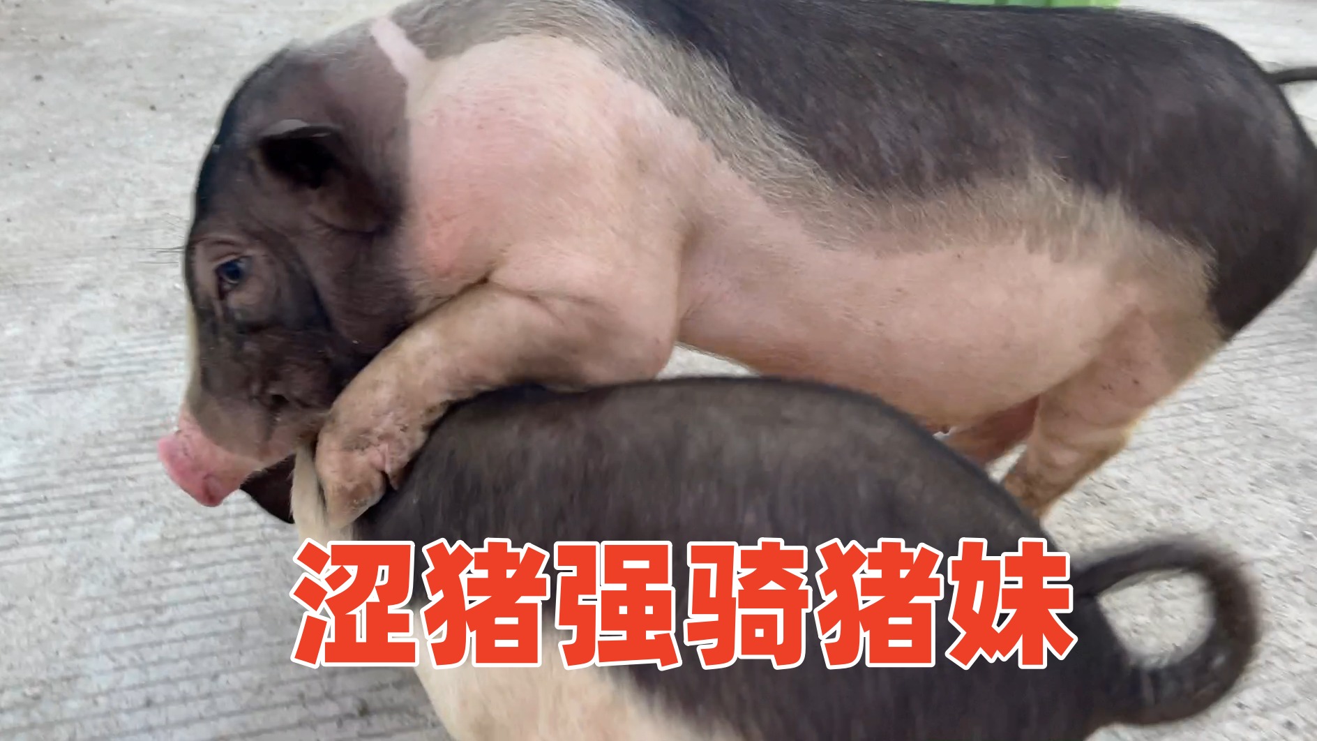 涩猪偷袭不成就用强，还好猪妹拼死抵抗，差点被骑【第268天】