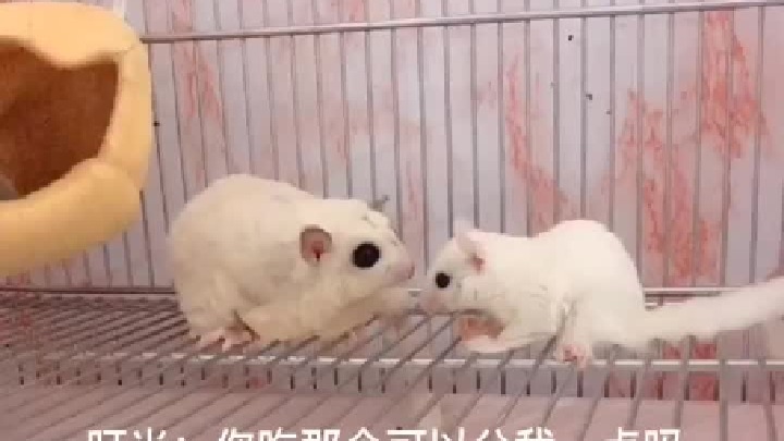 屡战屡败越挫越勇，不吃到好吃的，誓不罢休。