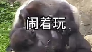 猩猩一家三口闹着玩