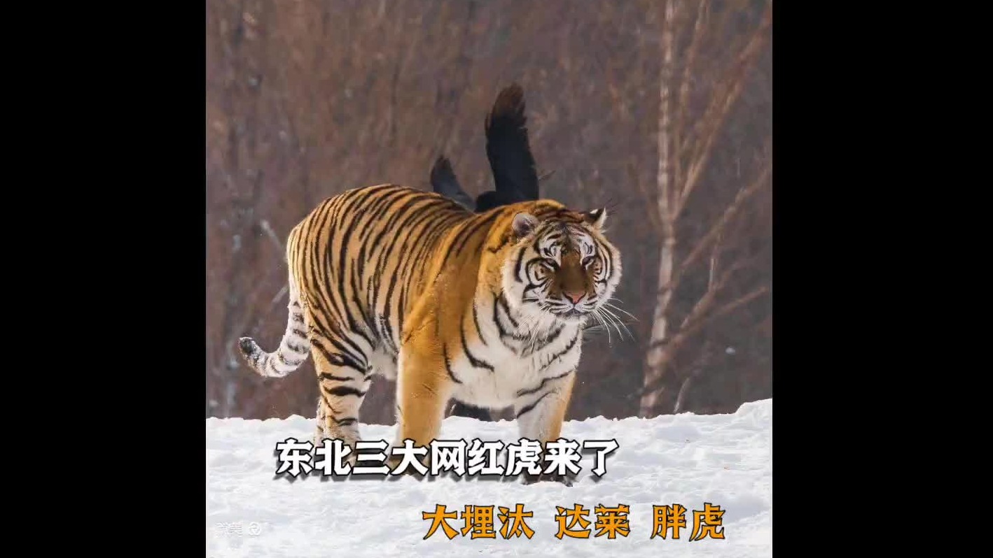 盘点东北三名虎，达莱，一生要强的东北萌妹