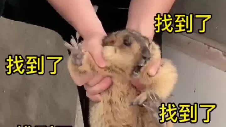 终于找到了，泪目了，差点大结局。