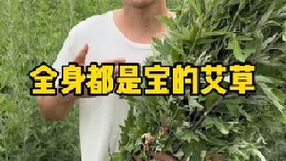 艾草是菊科蒿属多年生草本植物，在每年的端午节前后进行采收。