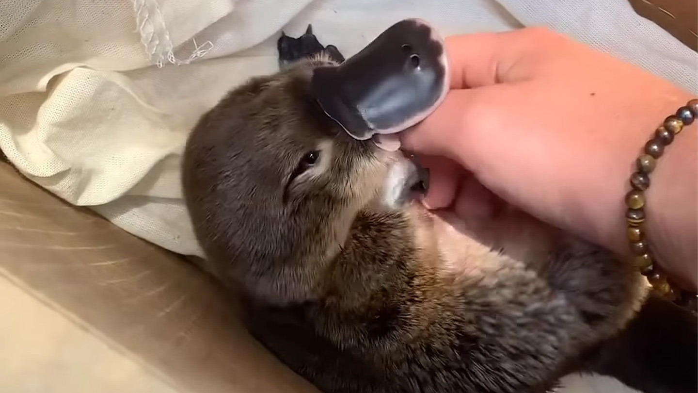 鸭嘴兽：我应该是鸭还是兽呢