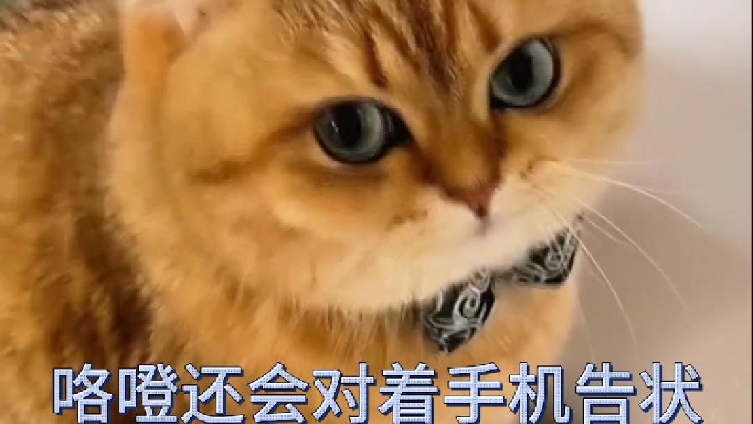 咯噔还会对着手机告状