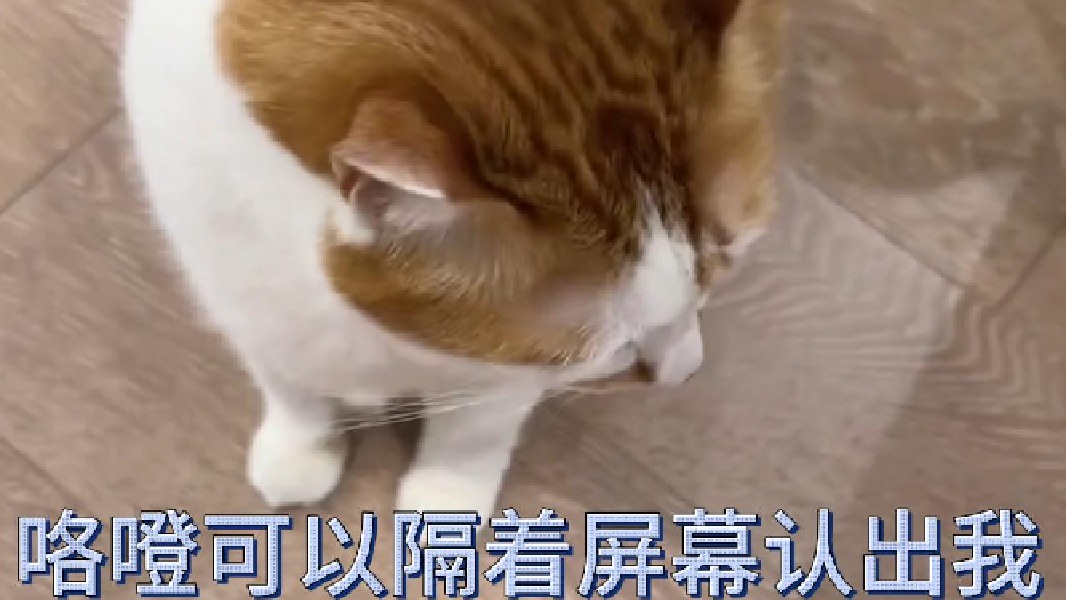 咯噔可以隔着屏幕认出我