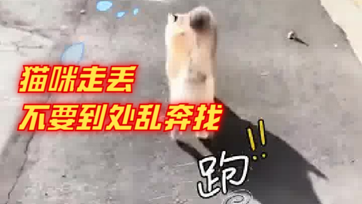 猫咪走丢不要到处乱找