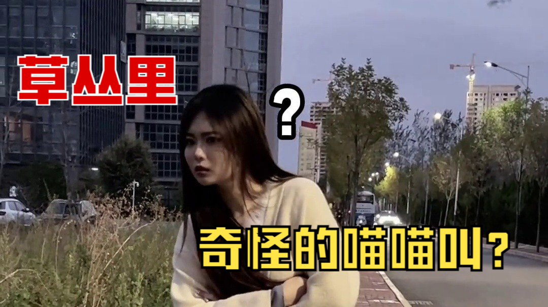 草丛里异常的猫叫声，你会过去看吗