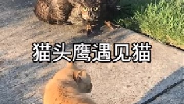 老鹰遇见猫他们会发生什么