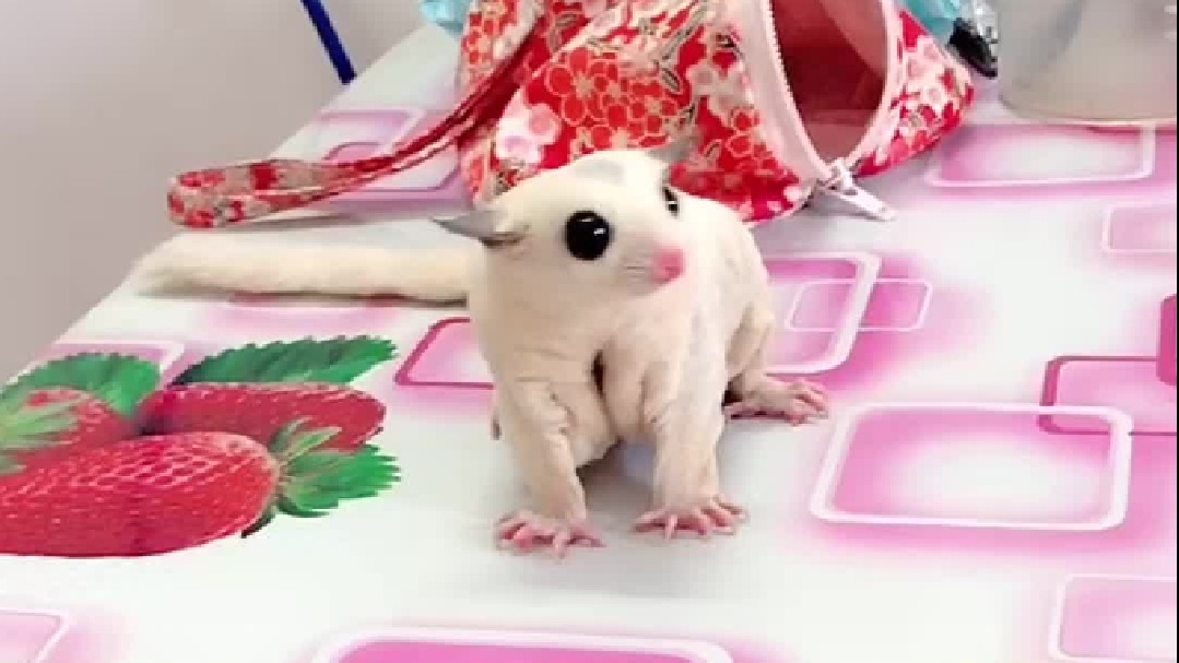 拥有一只爱滑翔的