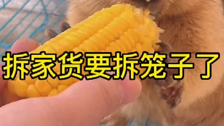 笼子都要被拆了。来人，上钢管。