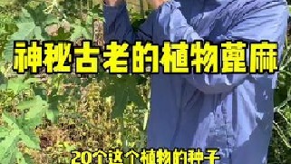 蓖麻是一种古老的植物，可以追溯到史前时期，它原产于非洲，后来经过丝绸之路传入我国。