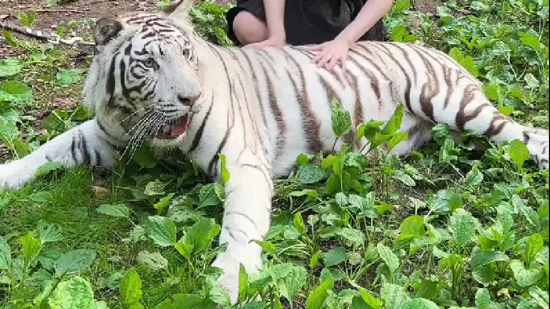 我家猫最后这反应？！到底是怎么了呀……