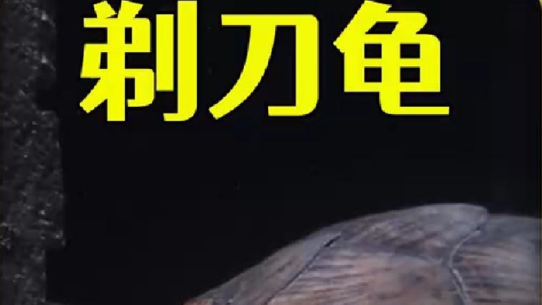 耗时1500天，饲养一只剃刀龟的过程，超有趣超好玩