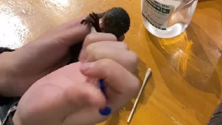 红腹松鼠 长得好像大黑熊，太可爱了