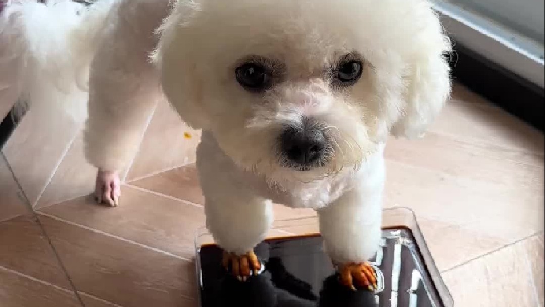 小狗生病不会说话，但小狗的emo都写在脸上