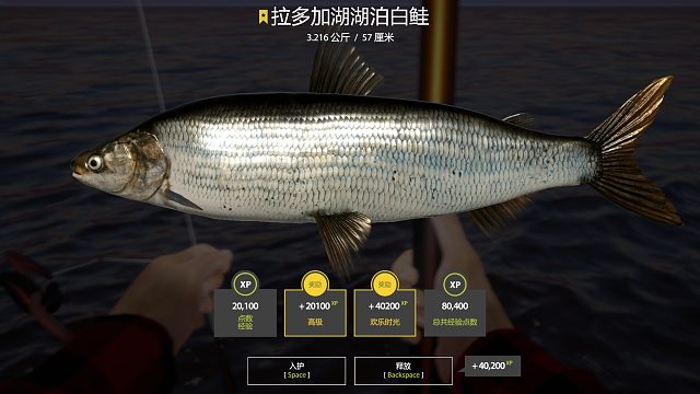 又跑了一条拉多加湖泊白鲑