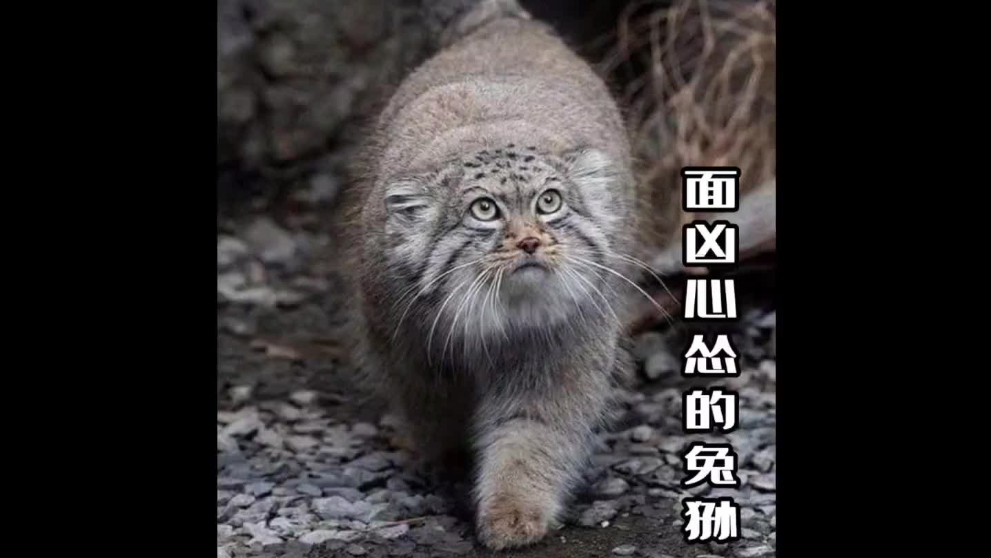 兔狲：你再看，俺就……