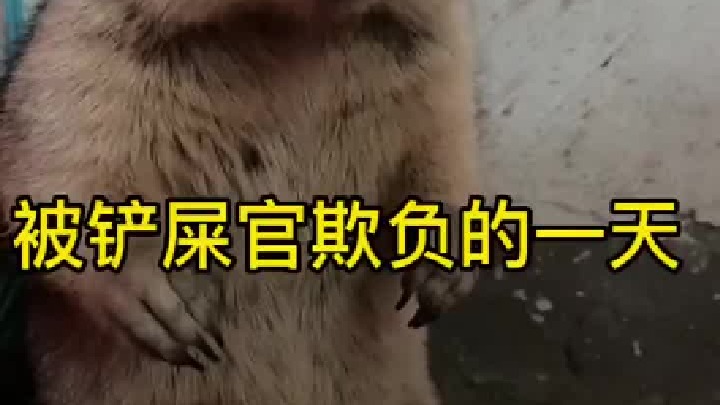 它真的胆小呃！