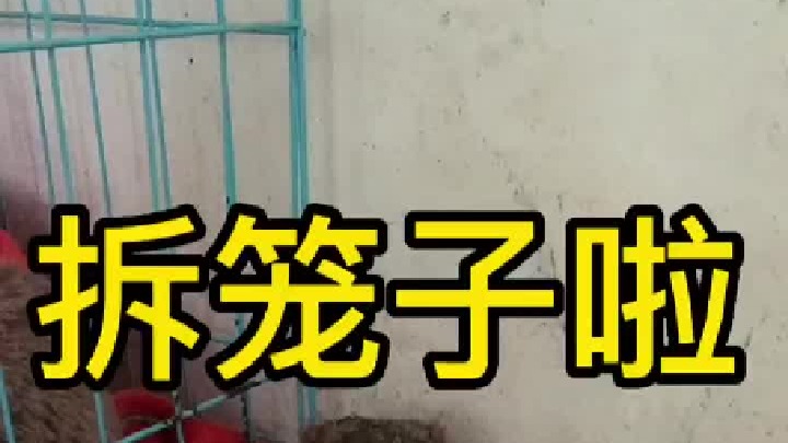 它连自己的房子都拆，咋办？