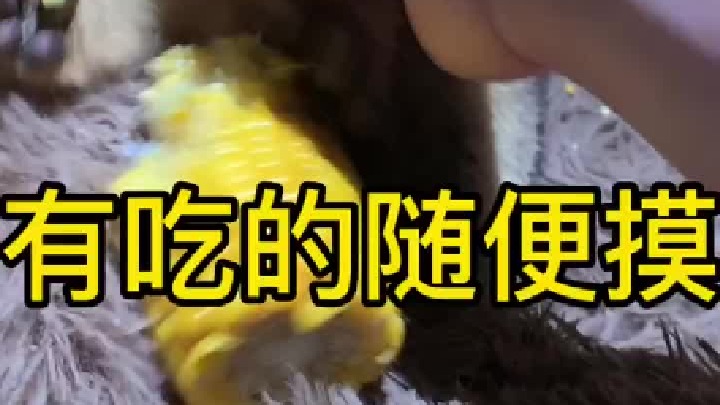 现在可让摸了，感觉我们的小关系又近了一步呢。