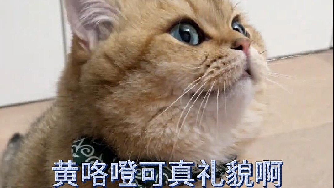 黄咯噔可真礼貌啊