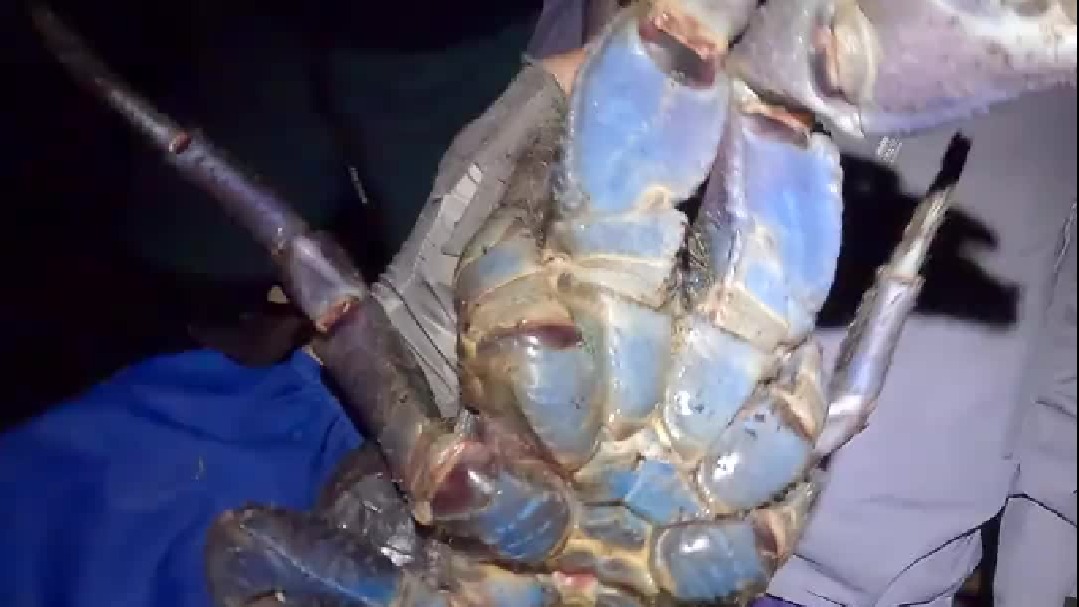 据说，这是陆地上最大的蟹！