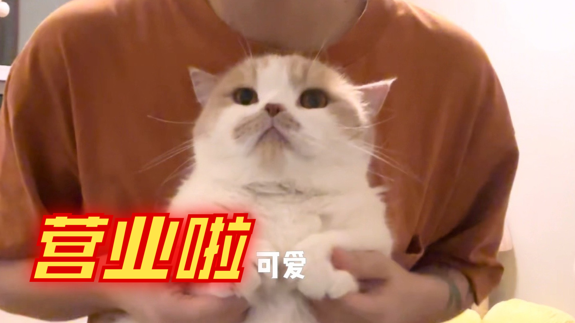 可爱小猫咪被迫营业