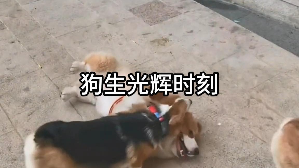 狗生光辉时刻