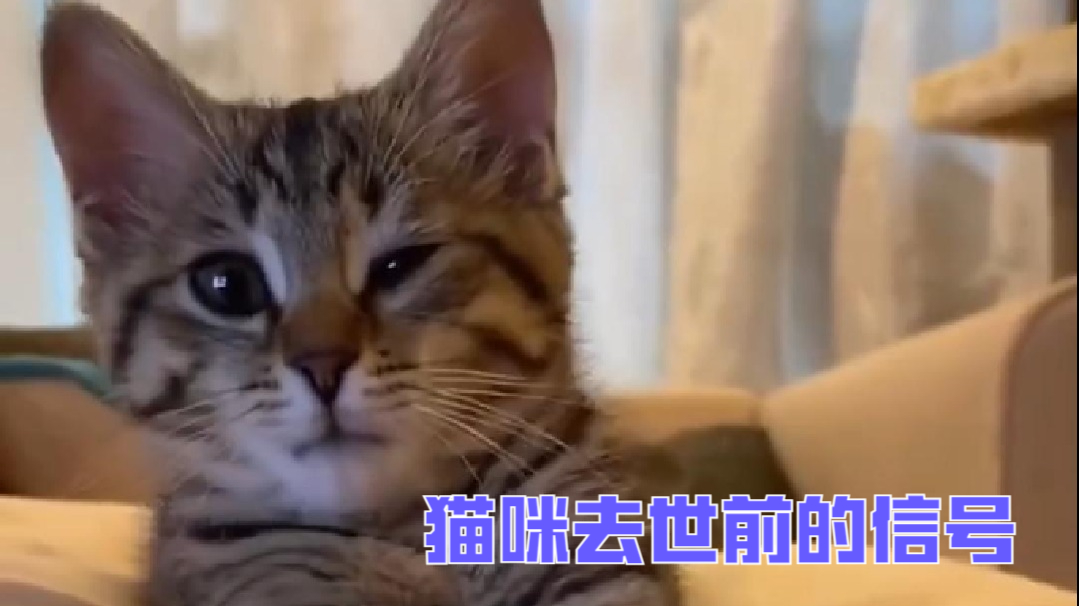 猫咪去世前的信号