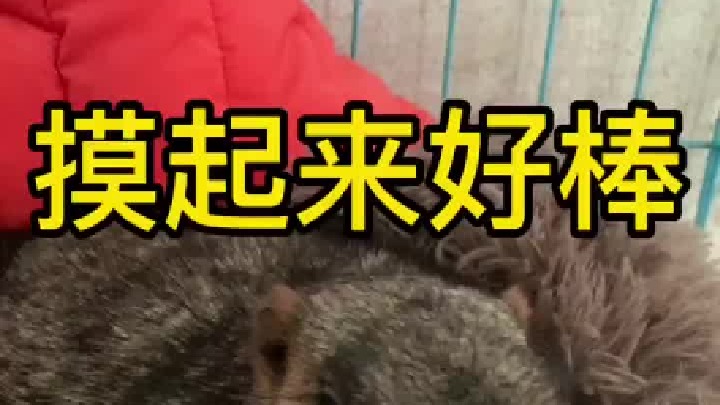 这腮帮子摸起来真的太软了，手感无敌了。