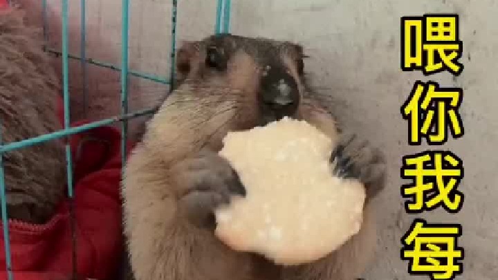 喂你我每天翻窗户进来。操碎了心。