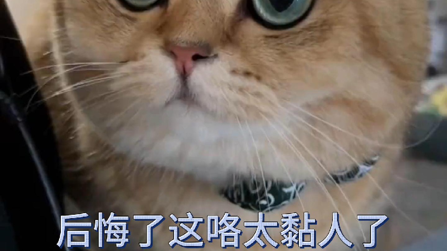 后悔了这咯太黏人了