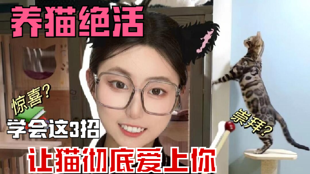 轻松让猫咪对你爱不释爪