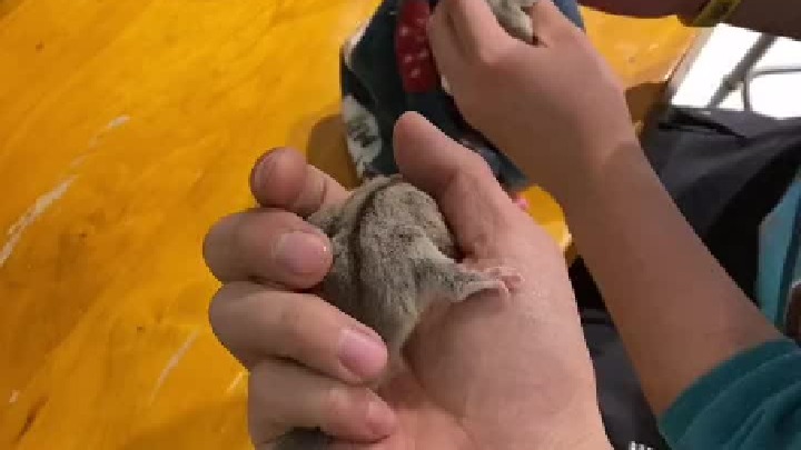 蜜袋鼯幼崽 小白小黄都是蜜界的花朵