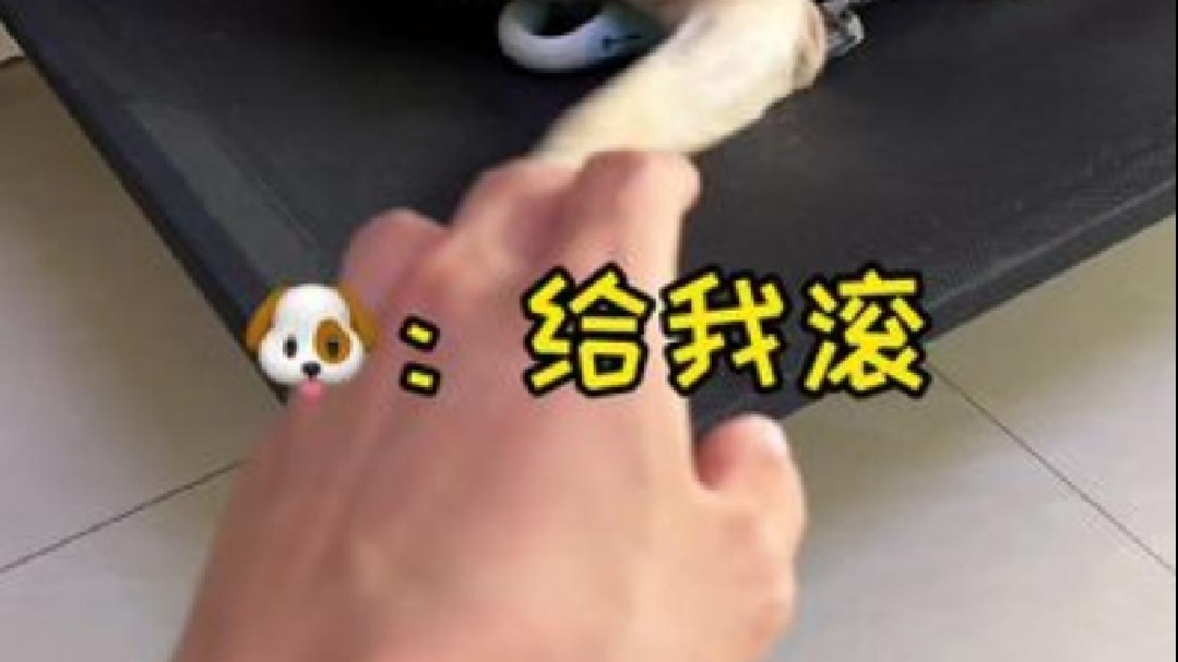 家人们，努努终于顺利完成了配种