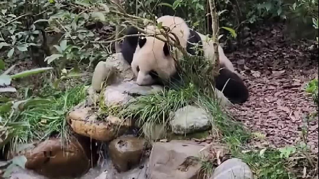 这怎么看大熊猫还送小熊猫啊？