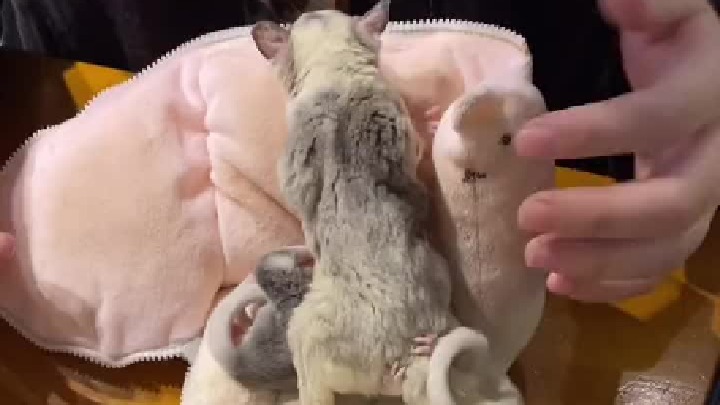 #蜜袋鼯幼崽 马赛克成长记，3.29和现在变化就很大